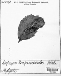 Depazea fragariicola image